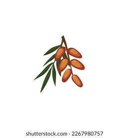 Fecha, Phoenix dactylifera.  Días de fruta dulce. Fechas con hojas de palma y núcleos. Ilustración vectorial aislada en fondo blanco. Para etiqueta de plantilla, embalaje, web, menú, logotipo, textil, icono