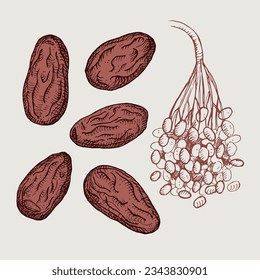 Die Termine haben frische, essbare Dattelpalmen, Blätter und Trockenfrüchte gezeichnet. Handgezeichnete GravierungsVektorgrafik, einzelne Hintergrund. Orientalische Süßigkeiten sind gesund. Für Druck, Beschriftung, Vorlage, Logo, Karte.