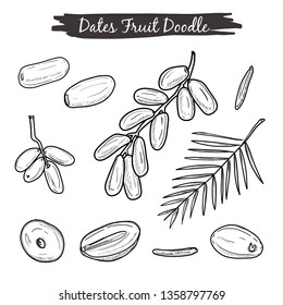 Dates fruit hand drawing illustration collection set. Health Summer tropical Arabic fruits for Ramadan art drawing. Branch of dates isolated white background in line art style.
