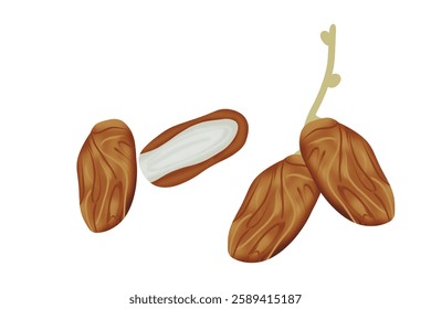 Dates fruit with palm leaves on white background. Food for symbolizing Ramadan.Vector illustration  isolated