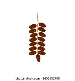 Dates fruit with stalks, healthy food, dates for iftar, breaking fast, symbol/icon for the month of Ramadan