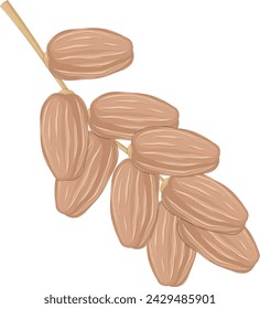 Dates Fruit With Stalks Vector Illustration