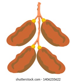 Dates Fruit Vector Design Ilustration