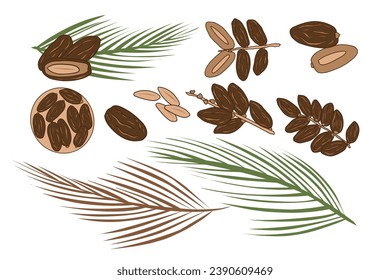 Dates fruit vector illustration collection