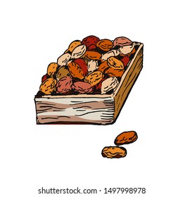 Dates Fruit. Wooden crate with Dates or Potato or Cocoa beans. Hand drawing middle eastern food. Transportation box. Vector illustration