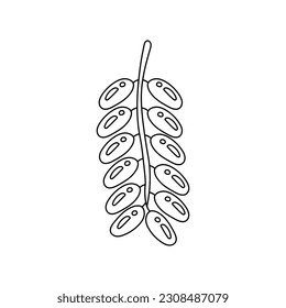 Dates fruits Doodle. Hand drawn black line art glitter date fruit branch. Shining nature element for products design. Vector illustration