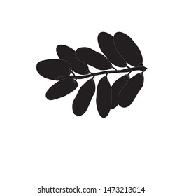 Dates Fruits Logo Vector Illustration