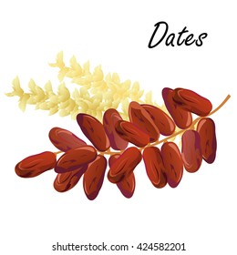 Dates. Hand drawn vector illustration of dried dates (Ramadan Iftar food) with date palm flowers on white background. 