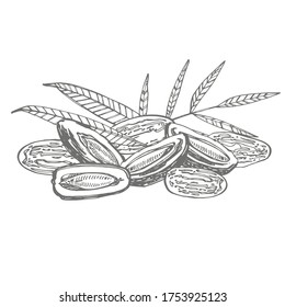 Dates. Hand drawn watercolor illustrations on white background. Vector illustrations.