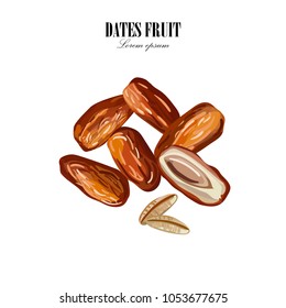 Dates with nucleuses on white background. Hand drawn Vector illustration.