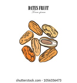 Dates with nucleuses on white background. Hand drawn Vector illustration.