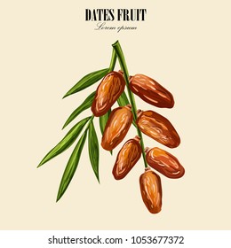 Dates with with palm leaves and nucleuses on white background. Hand drawn Vector illustration.