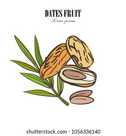 Dates with with palm leaves and nucleuses on white background. Hand drawn Vector illustration.