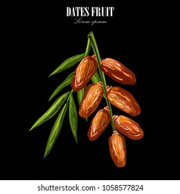 Dates with with palm leaves and nucleuses on white background. Hand drawn Vector illustration.