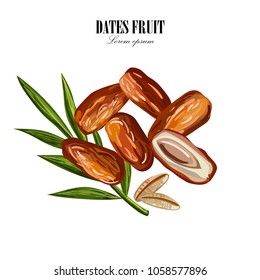Dates with with palm leaves and nucleuses on white background. Hand drawn Vector illustration.