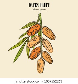 Dates with with palm leaves and nucleuses on white background. Hand drawn Vector illustration.
