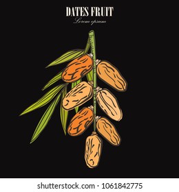 Dates with with palm leaves and nucleuses on white background. Hand drawn Vector illustration.