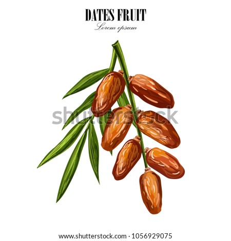 Dates with with palm leaves and nucleuses on white background. Hand drawn Vector illustration.