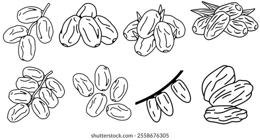 Dates with palm nucleuses. leaves and  Hand drawn Vector illustration.on white background.