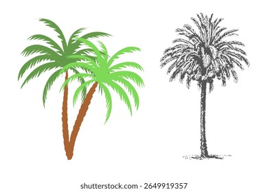 Dates palm tree - vector stock. 3d illustration of date palm tree isolated on white background.