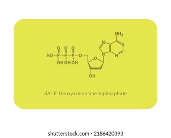 DATP Deoxyadenosine Triphosphate Nucleoside Molecular Structure Diagram On White Background. DNA And RNA Building Block Consisting Of Nitrogenous Base, Sugar And Phosphate.