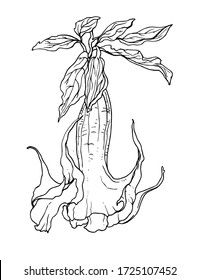 Datura Brugmansia tropical exotic flower blossom. Isolated vector botanical illustration: retro, vintage, hand drawn, black and white, outline. For wedding invitation, card, print, tattoo. Japanese