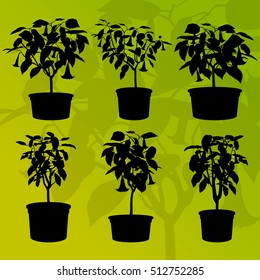 Datura flower or  angels trumpet- Brugmansia suaveolens vector background