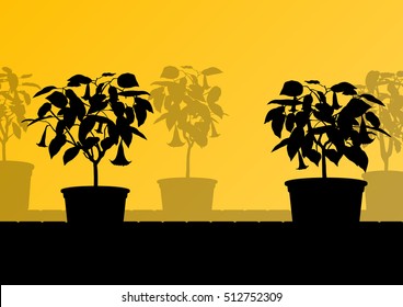 Datura flower or  angels trumpet- Brugmansia suaveolens vector background