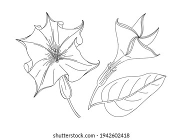 Datura Flower  Illustration. Modern Botanical Drawing For Pattern, Logo, Template, Banner, Posters, Invitation, And Greeting Card Design. Jimson Weed Outline. Poisonous Plant Design.