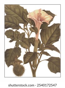 Datura metel, pintado à mão pintura floral e botânica, pintado à mão pintura de ervas, ervas naturais.