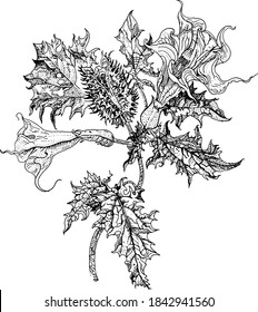 Datura stramonium, Thorn apple or Devil's snare. Hand drawn detailed vector botanical illustration, T-shirt print, tattoo design in dotwork style. Poisonous plant used in traditional medicine.