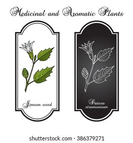 Datura stramonium, or Thorn apple, devil's trumpets, moonflowers, Jimsonweed, devil's weed, hell's bells. Poisonous and medicinal plant. Hand drawn botanical vector illustration