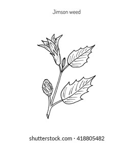 Datura stramonium, or Thorn apple, devil's trumpets, moonflowers, Jimsonweed, devil's weed, hell's bells. Poisonous and medicinal plant. Hand drawn botanical vector illustration