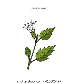 Datura stramonium, or Thorn apple, devil's trumpets, moonflowers, Jimsonweed, devil's weed, hell's bells. Poisonous and medicinal plant. Hand drawn botanical vector illustration