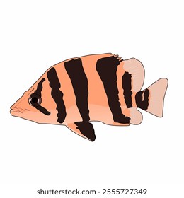 Datz fish or also known as Tiger Fish is a predatory fish that lives in tropical river waters