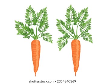 Daucus carota subsp on a white background.