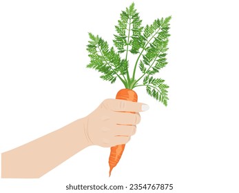Daucus carota subsp on a white background.