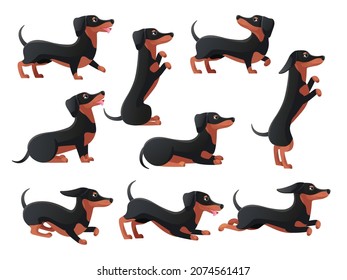 Daushund poses. Cartoon dachsand dogs characters pose, pedigree breed daushunds, hound dog poses, jump and run long sausage, flat icon decent set vector illustration. Dachshund cartoon design