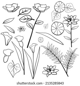 Daust Buttercup Arum Lily Morning Glory Leaf Flower Floral Silhouette Outline Line Element