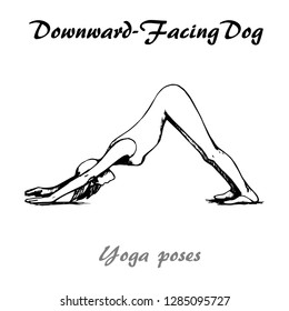 Dawnward-Facing Dog of yoga pose. Hand drawn illustration vector