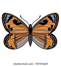 The day butterfly. Color vector illustration. The hand is drawn.