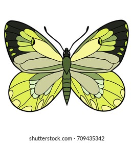 The day butterfly. Color vector illustration. The hand is drawn.