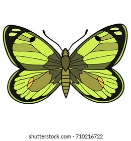 The day butterfly. Color vector illustration. The hand is drawn.