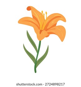 Day lily flower. Flat vector clipart, illustration with isolated background.