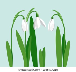 Le jour de la chute de neige. Fleurs blanches et feuilles vertes de gouttes de neige. Illustration vectorielle isolée sur fond vert clair. EPS10.