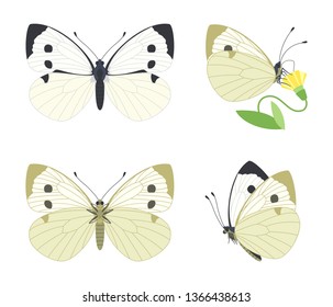 Day white butterfly Pieris brassicae family Pieridae. Vector set with different angles: side, top, bottom, while feeding on a flower.