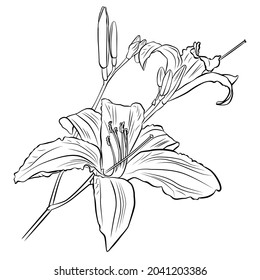 A Daylily Or Day Lily Is A Flowering Plant In Your Garden. Vector Black And White Drawing Of A Daylily. Hand Drawn Outline Converted To Vector. Isolated On Transparent