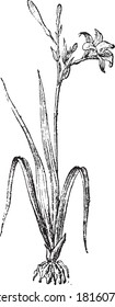 Daylily flower, From the Dictionary of Word and Things, 1888.