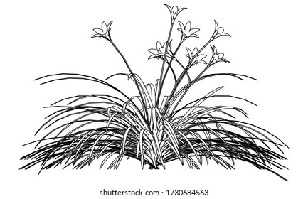 Daylily flower lines illustration. Abstract vector flower on the white background