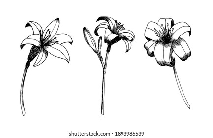 Daylily Vector Set. Hand Drawn Botanical Lily Sketch. Different Kinds Of Day Lilies Isolated On White Background. Realistic Ink Flower Illustration.